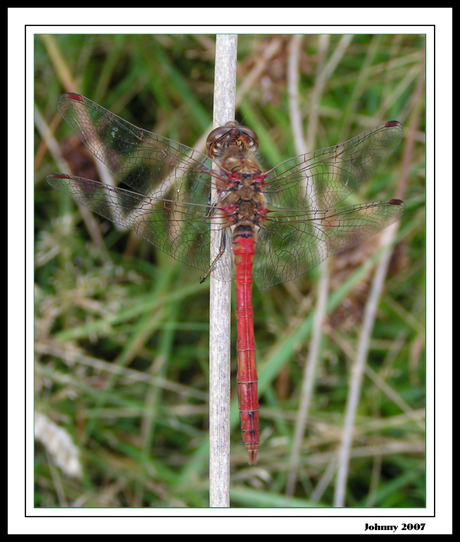 Bloed Libelle