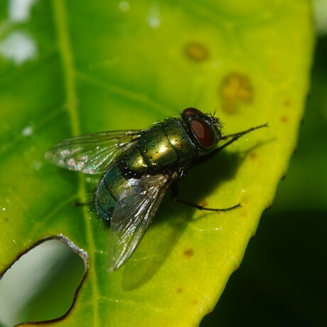 Groene vleesvlieg