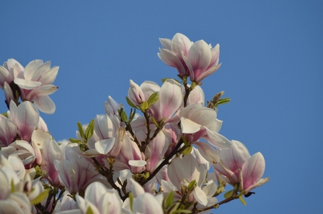 tulpenboom