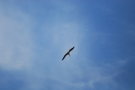 Ooievaar in volle vlucht