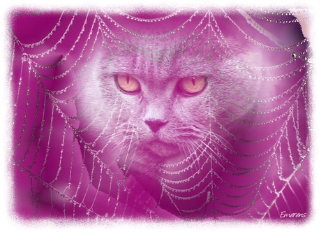 Poes achter spinnenweb