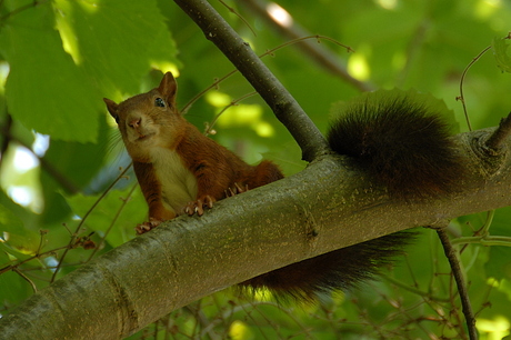 Eekhoorns in mijn tuin!