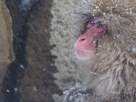 Snowmonkey