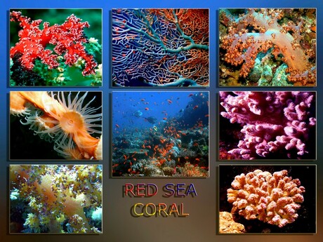 Redsea Coral