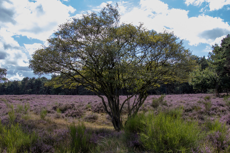 Larense heide