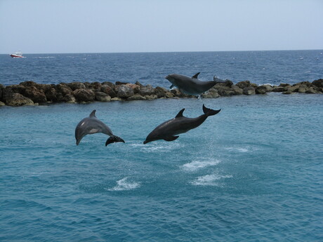 Dolphins jumping around
