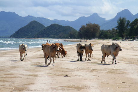 Koeien op strand