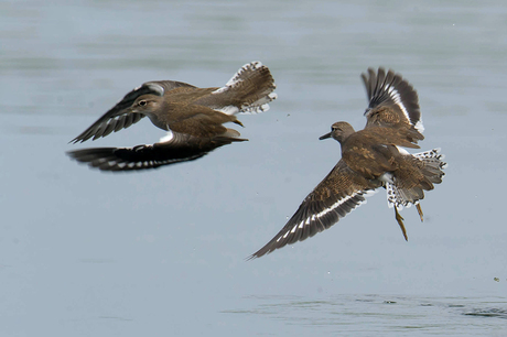 Oeverloper vluchtfoto 3, Zeeland