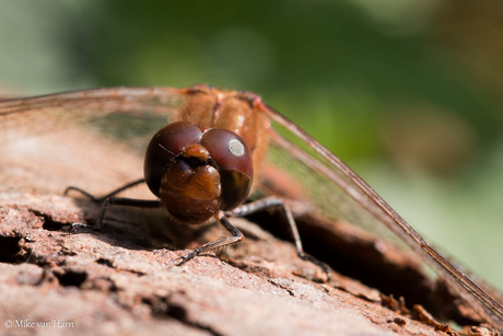 Dragonfly heeft geen haast.