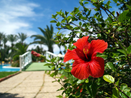 Hibiscus