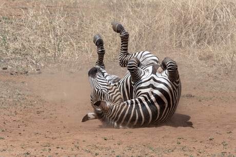 rollende zebra in Tarangire Tanzania