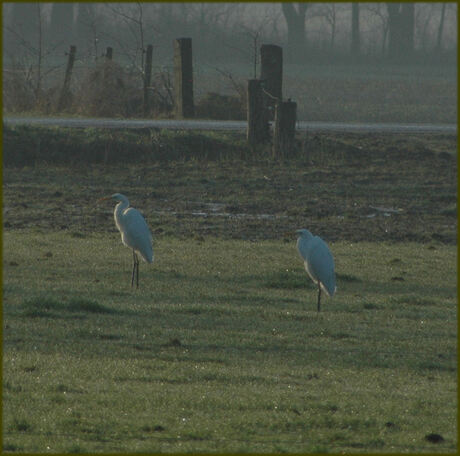 Zilverreigers