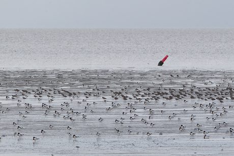 Waddenzee