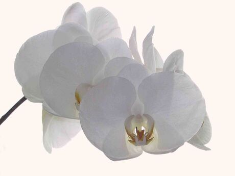 Orchidee