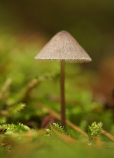 Kleefsteelmycena?