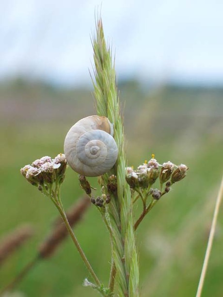 Slak op grasstengel