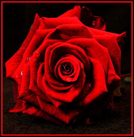 A Red Rose