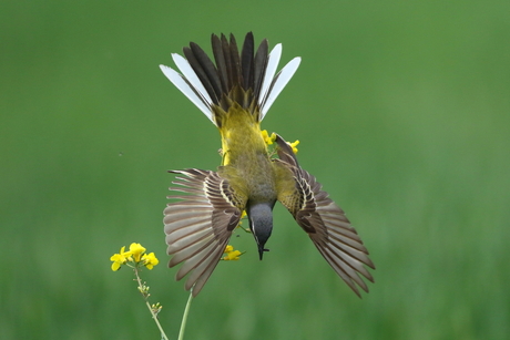 Wagtail