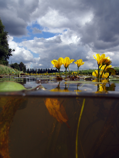 Onderwater landschap