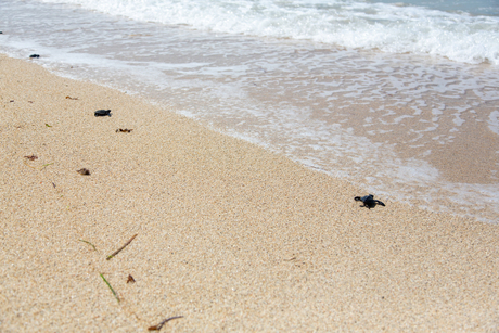 Schildpadjes naar de zee