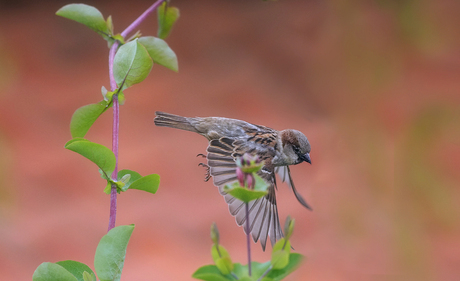 vliegend in onze tuin