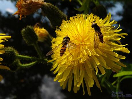 Zweefvliegen op paardebloem