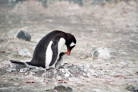 Ezelspinguin met jong