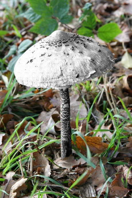 Zwarte witte paddestoel