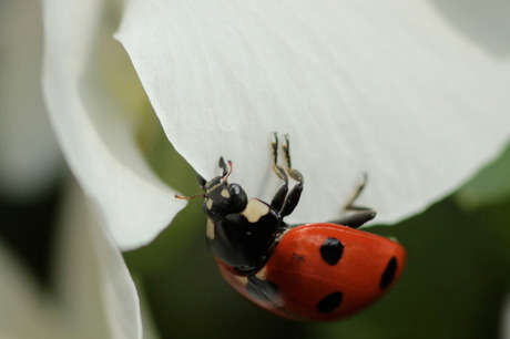 Lieveheersbeestje op wit viooltje