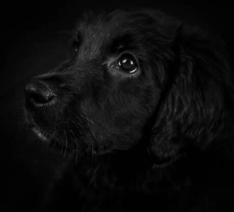 Black puppy