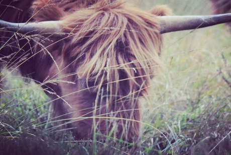 Veluwe