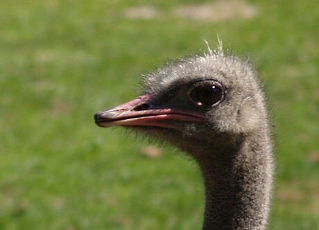 Struise vogel