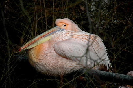 Pink Pelican