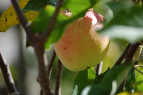 Appeltje voor de dorst