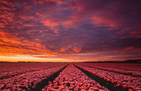 Tulpen met zonsopgang