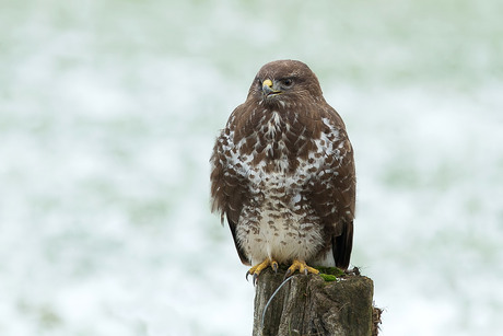 in the snow