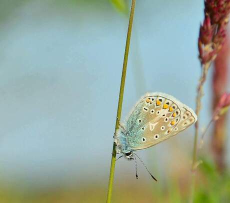 Icarus blauwtje