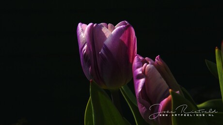 Tulp