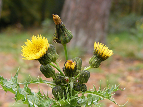 Paardenbloemen in de herfst