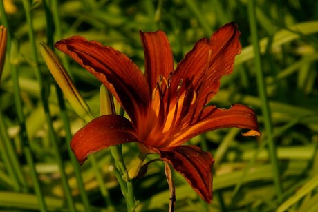 Deze staat in mijn tuin