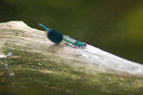 wie weet hier de naam van