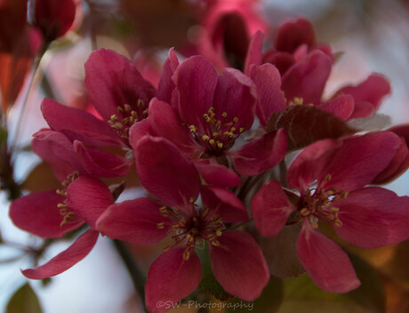 Roze bloemen