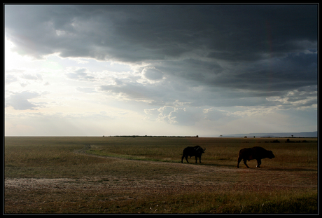 Buffels in de Mara