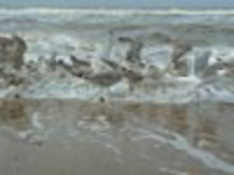 Meeuwen op zoek naar eten