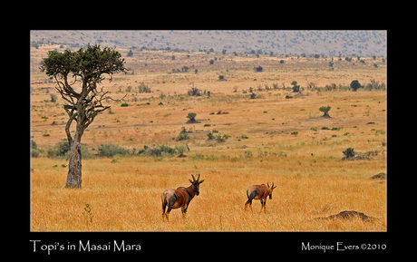 Topi's in Masai Mara