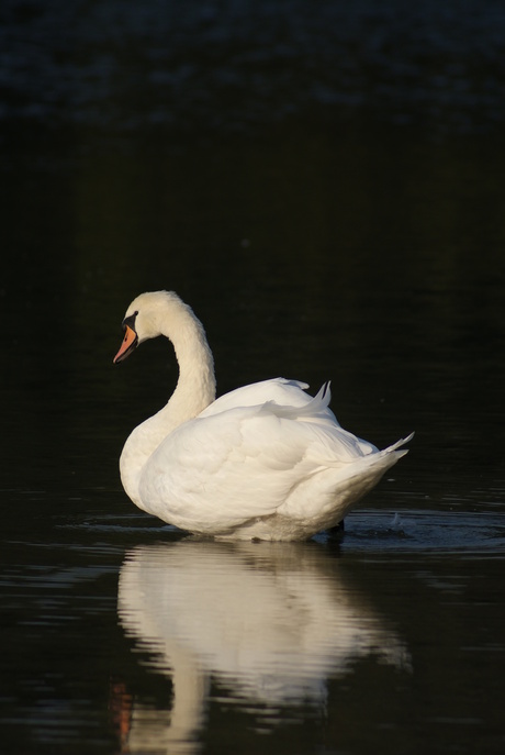 Zwaan in de ochtendzon