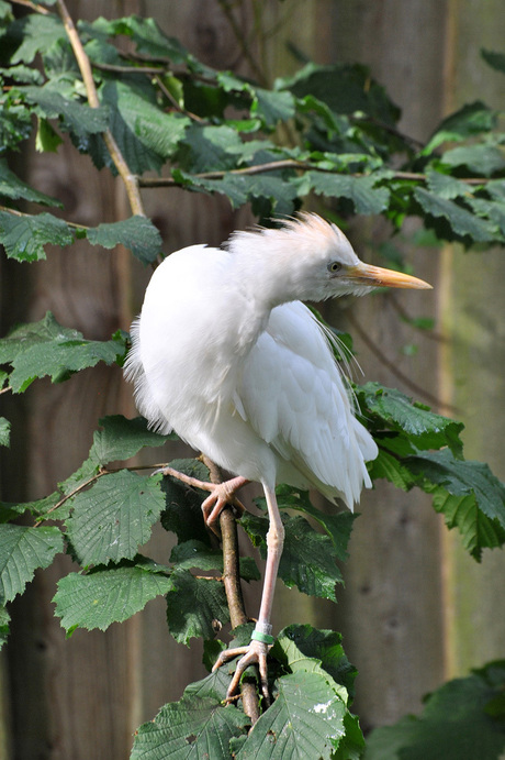 koereiger