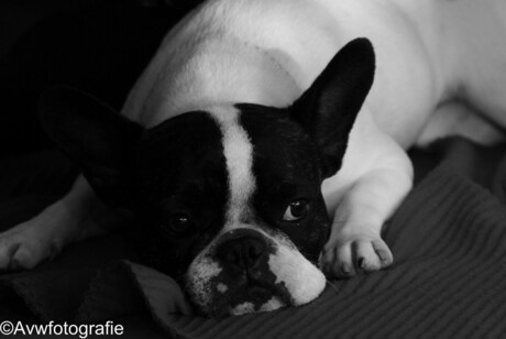 Fotoshoot met een frans bulldogje