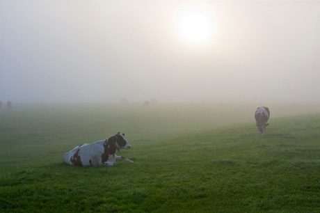 koeien in de mist