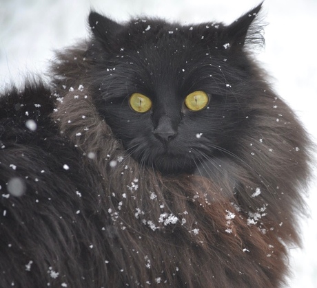 Noorse boskat in de sneeuw